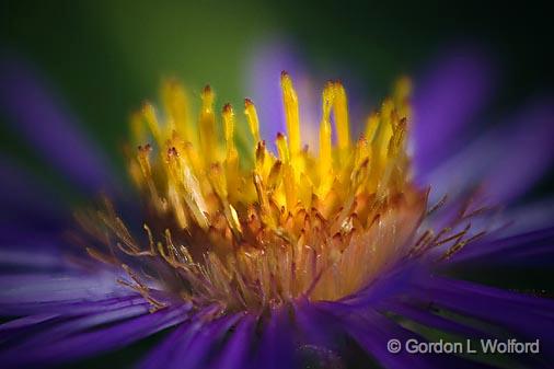 Wildflower Closeup_50536.jpg - Photographed near Lindsay, Ontario, Canada.